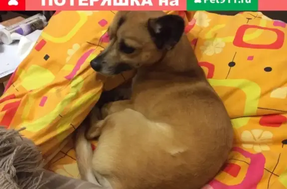 Пропала собака в Советском р-не, Волгоград