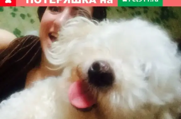 Пропала собака Дана на улице Гагарина