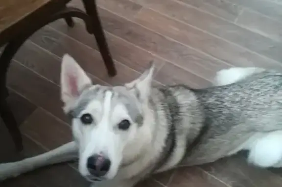 Найдена собака в поселке Ворошиловском