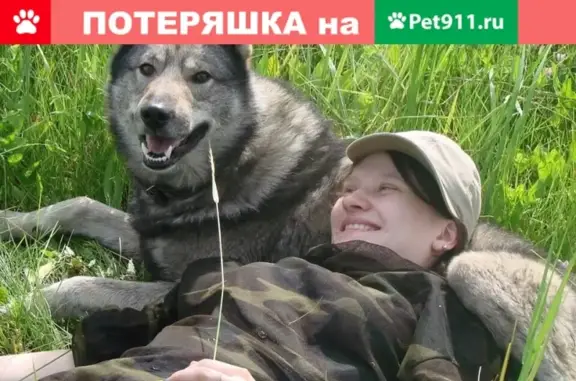 Пропала собака Лайка Хан в Чулыме, Новосибирская область