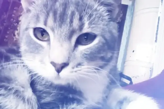 Кошки потеряшки, Новосокольники, фото: Потеряшка кот в Новосокольниках, Россия
