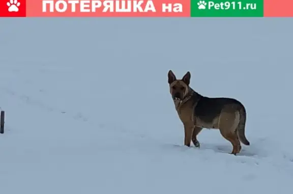 Собака найдена в Лузгарино, Московская обл.