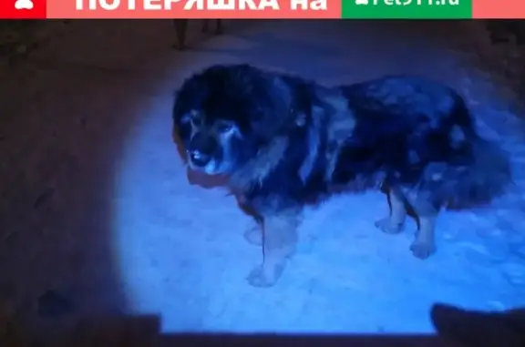 Собака найдена в ЖК Луговое, возраст 3 мес, кавказец, кобель, без агрессии.