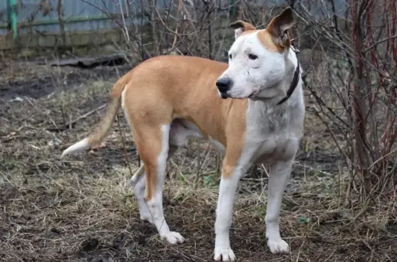 Пропала собака в Воронеже - рыжий кобель с белым окрасом и темно-синим ошейником