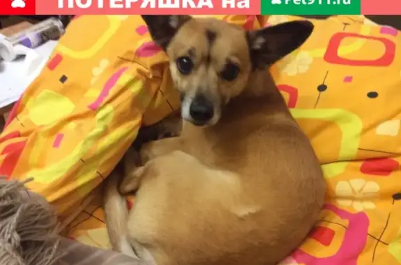 Пропала собака в Волгограде, Пер. Ващенко
