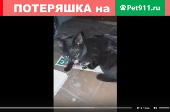 Найдена кошка на Октябрьском проспекте