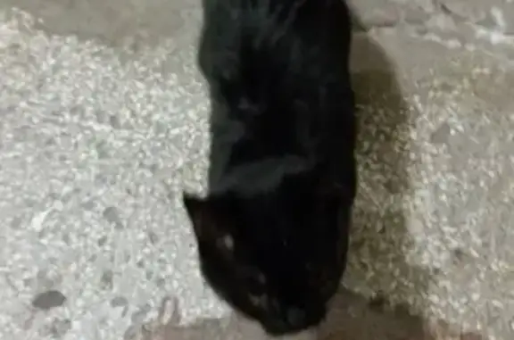 Найдена кошка на Октябрьском проспекте
