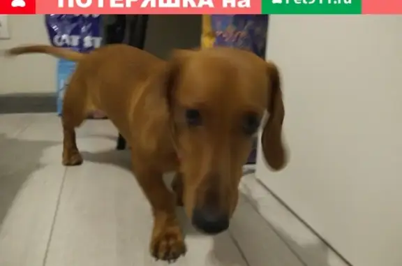 Собака найдена в Калуге, Россия