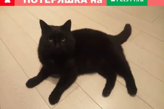 Найден черный котик на Шекснинской 91