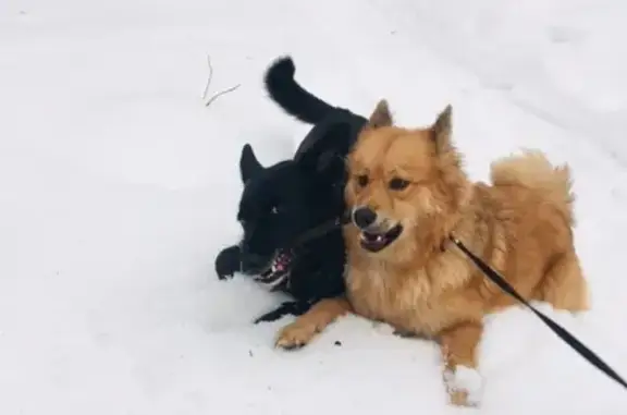Собаки потеряшки, Москва, фото: Потеряшка собака в Измайловском лесопарке, Москва