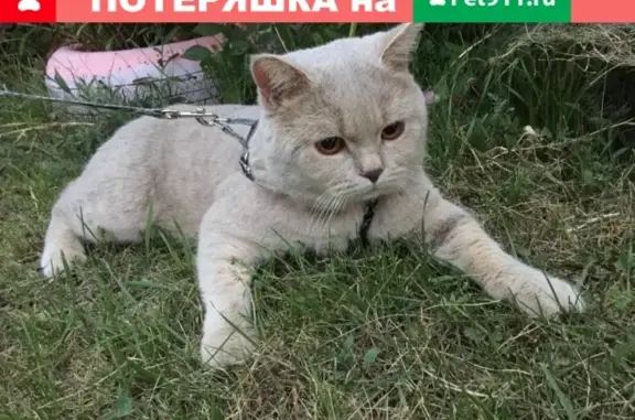 Пропала кошка: ул. Азовской флотилии, 139, Приморско-Ахтарск