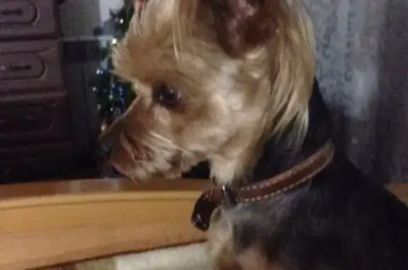 Пропала собака Арчи в Дубовке, Волгоградская область