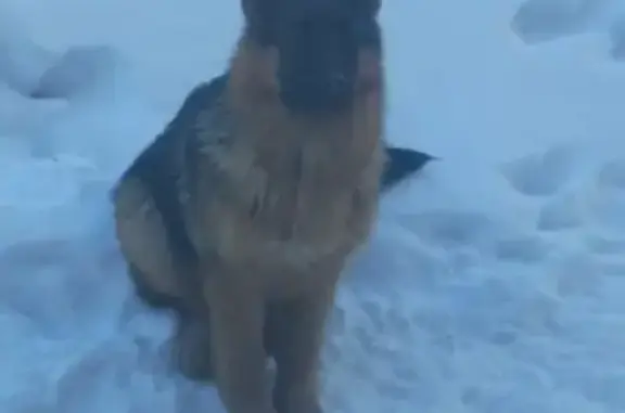 Собаки потеряшки, поселок городского типа Новая Майна, фото: Потеряшка собака 