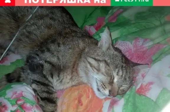 Пропал кот Шустрик возрастом 9 лет в Туймазах, ул. Луначарского, р-н 4 школы.