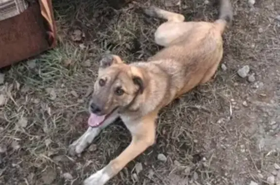 Пропала собака в Бузулуке