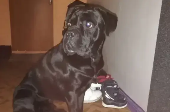 Найдена собака у красной девятиэтажки в Новомичуринске
