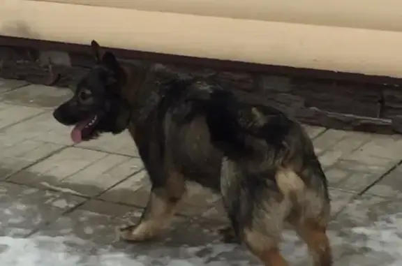 Найдена собака в деревне Шеломово, Москва