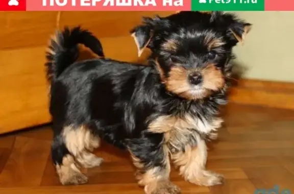 Собаки потеряшки, Липецк, фото: Утеряна собака Рич, г. Липецк, бульвар Есенина, д. 9