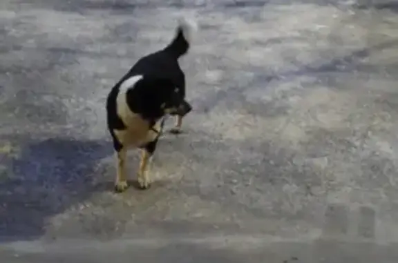Найдена собака в Стройгородке, Ростов-на-Дону.