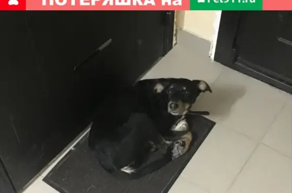 Найдена собака на ул. Шереметьевская!