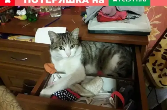 Пропала кошка Бэха в Междуреченске, Кемеровская обл.