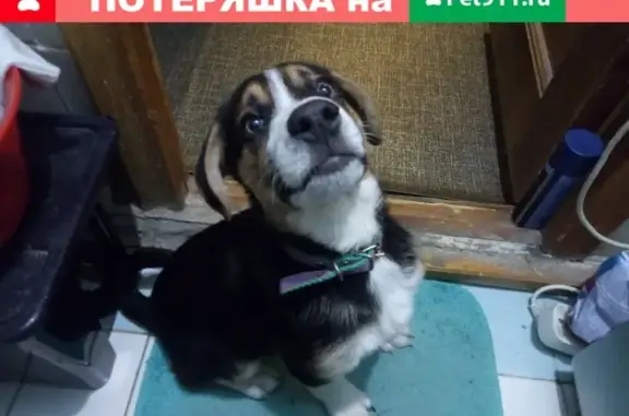 Найдена собака, Нижний Новгород, фото: Найдена собака на ул. Львовская 6