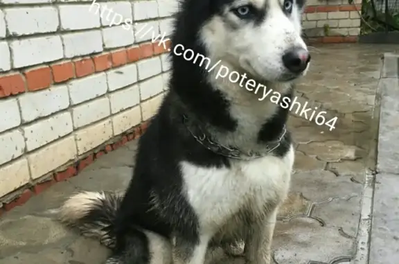 Пропала собака в Саратове, Ленинский район, 6 квартал, порода хаски, кличка Герда.