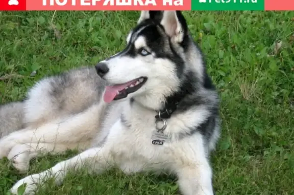 Собаки потеряшки, Великий Новгород, фото: Потеряшка кобель ХАСКИ в Великом Новгороде