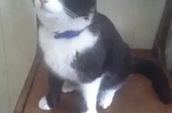 Найдена кошка с разбитым хвостом в Перми