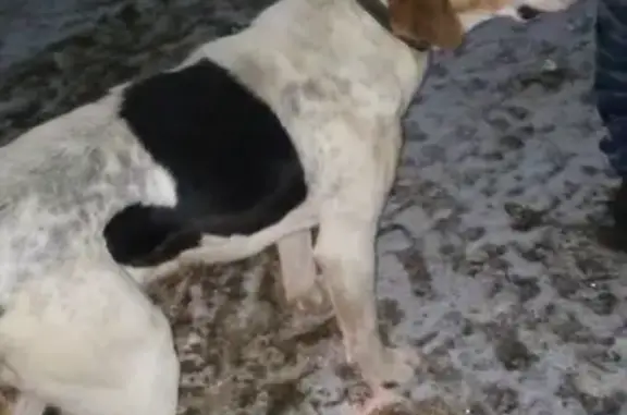 Найдена собака, Добрино, фото: Найдены два кобеля в д.Добрино, Калужская область