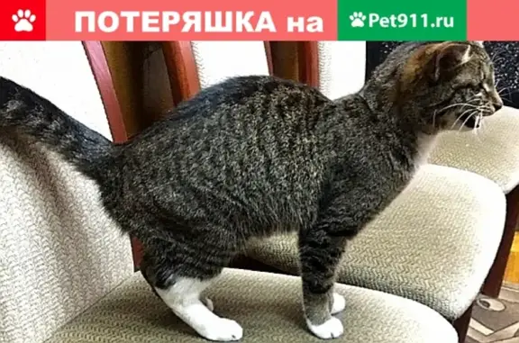 Найдена кошка в Сосногорске, ищем хозяев или новый дом