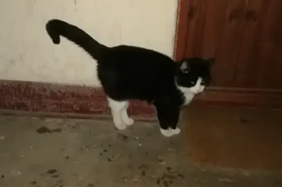 Найден домашний кот в Гатчине, ул. Зверевой