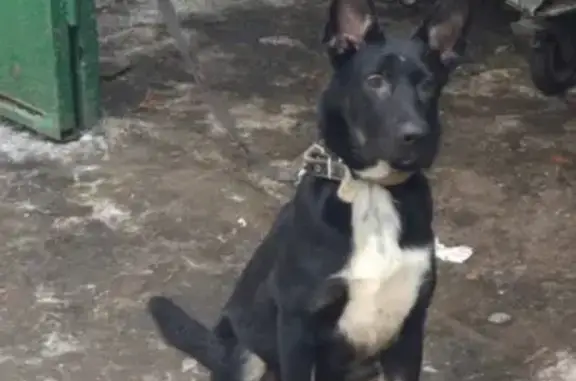 Найдена собака на улице Керченской, Москва