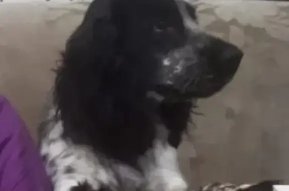 Пропала собака в Яблоновском: спаниель, черно-белый окрас.