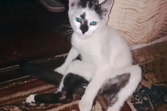 Кошки потеряшки, Смоленск, фото: Потеряшка кошка в Смоленске на Ново-Мопровской 9.