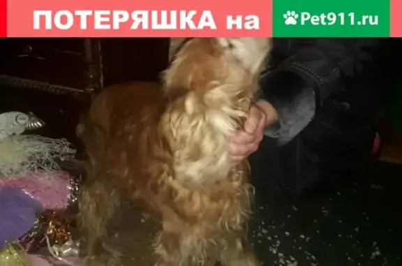 Найдена собака кокер спаниель в поселке Чайковичи, ул. Халтурина