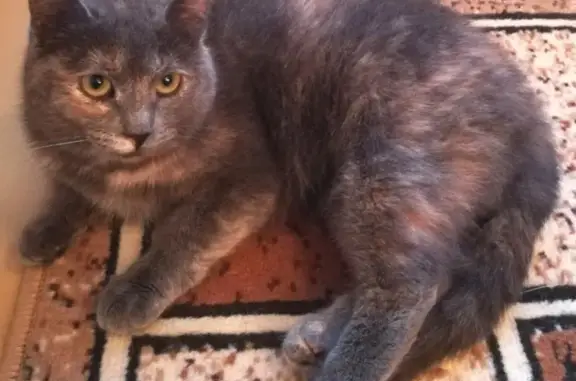 Найдена кошка Шейла в Н. Челнах, ищет хозяев