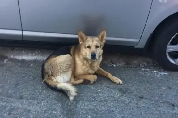Найдена собака в Благовещенске, Ленина-Лазо.