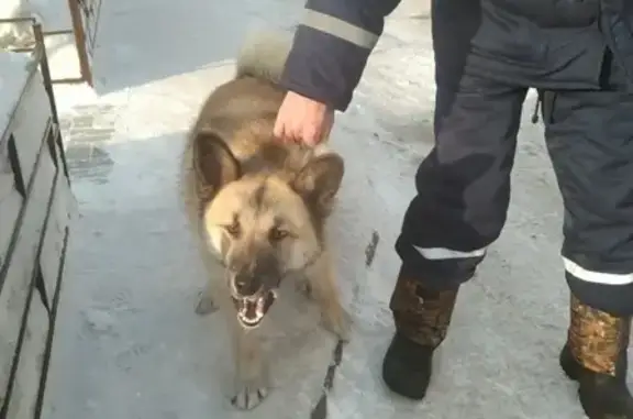 Найдена собака на улице Свободы 35