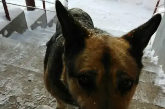 Найдена собака в Ижевске, тел. Вера