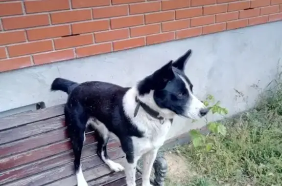 Пропала собака с коротким хвостом в Полянах, Рязань.