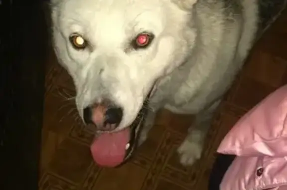 Найдена собака на улице Аэродромная