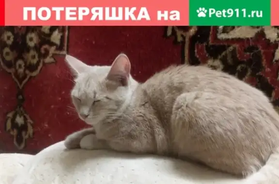 Найден домашний кот в районе Пятёрки, ул. Добрынина