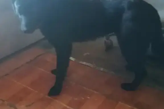 Найдена собака Гайва в Перми