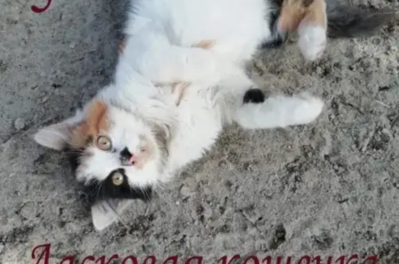 Пропала собака йоркширского терьера, найдена в районе ЗИП (Невинномысск)