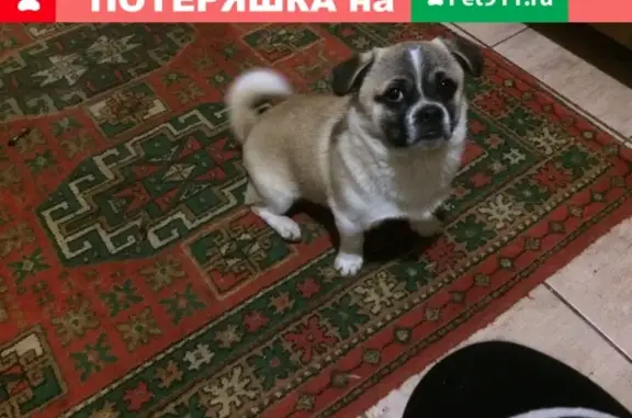 Пропала собака на Крипосной 252а, Славянск-на-Кубани