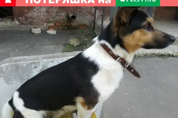 Пропала собака на ул. Советской и Ленинского проспекта, Йошкар-Ола