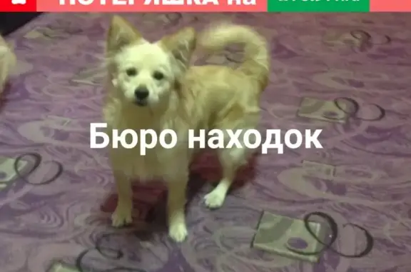 Пропала собака Тай на ул. Комсомольской