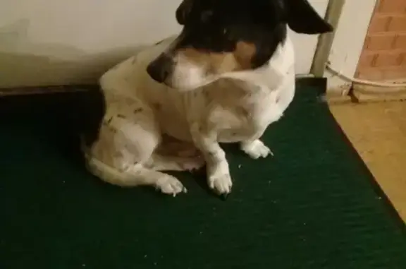 Найдена собака в Миассе с серым ошейником