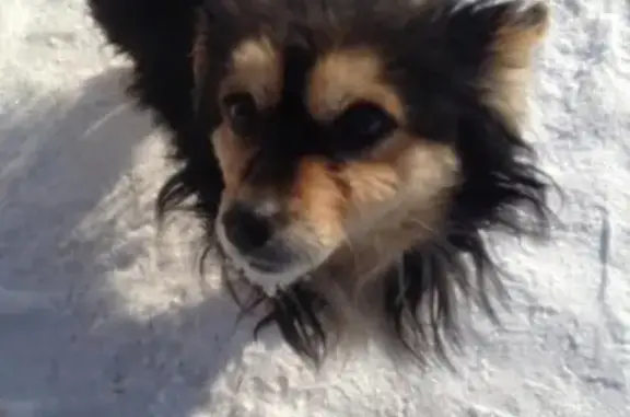 Найдена собака на Комсомольском рынке